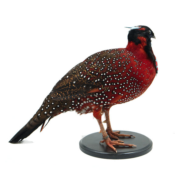 Präparierte Tragopan