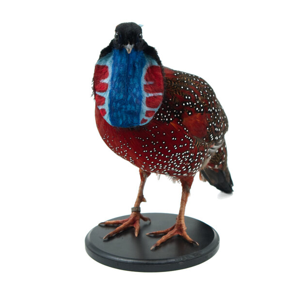 Opgezette Satyr Tragopan