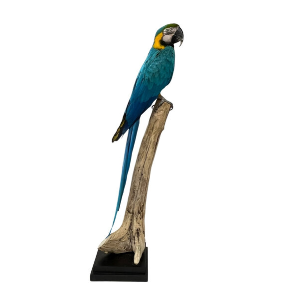 Mounted blue-and-yellow Macaw