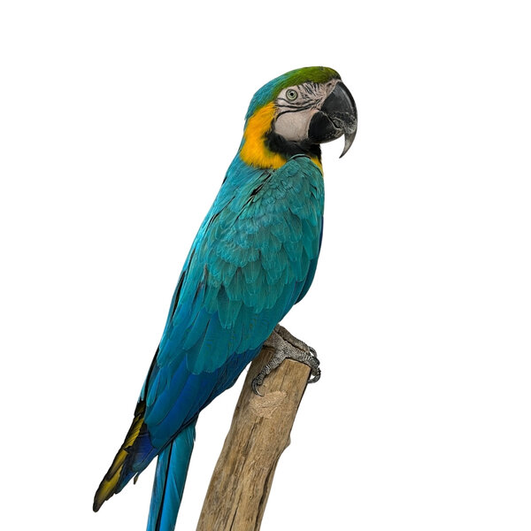 Mounted blue-and-yellow Macaw