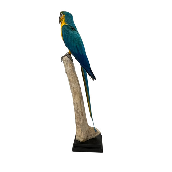 Mounted blue-and-yellow Macaw