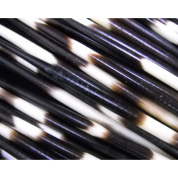 Porcupine quills  XL 25 pieces