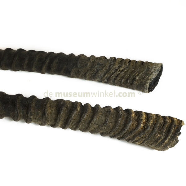 Oryx hoorn (ongepolijst)