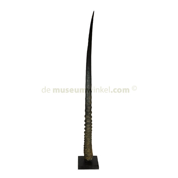 Oryx hoorn op standaard