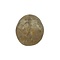 Schedel mens (B)