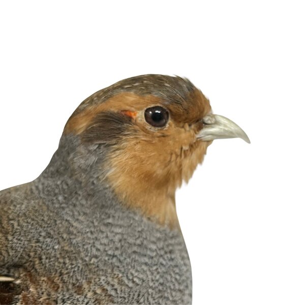 Mounted Patridge (A)