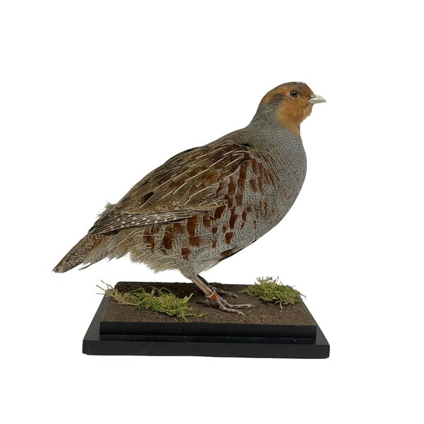 Rebhuhn präparat (A)