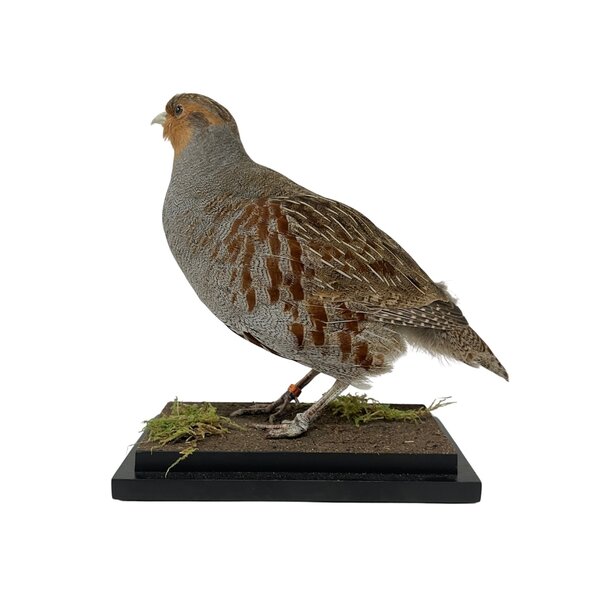 Mounted Patridge (A)