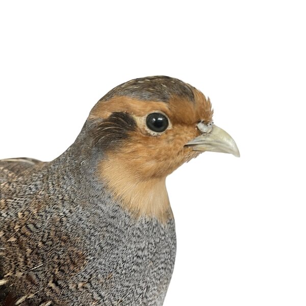 Rebhuhn präparat (B)