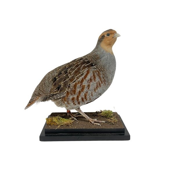 Mounted Patridge (B)