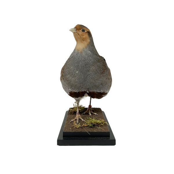 Mounted Patridge (B)