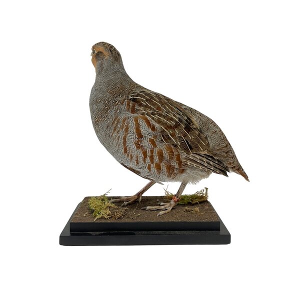 Opgezette Patrijs (B)