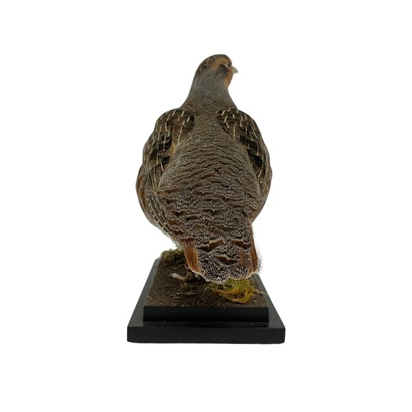 Mounted Patridge (B)