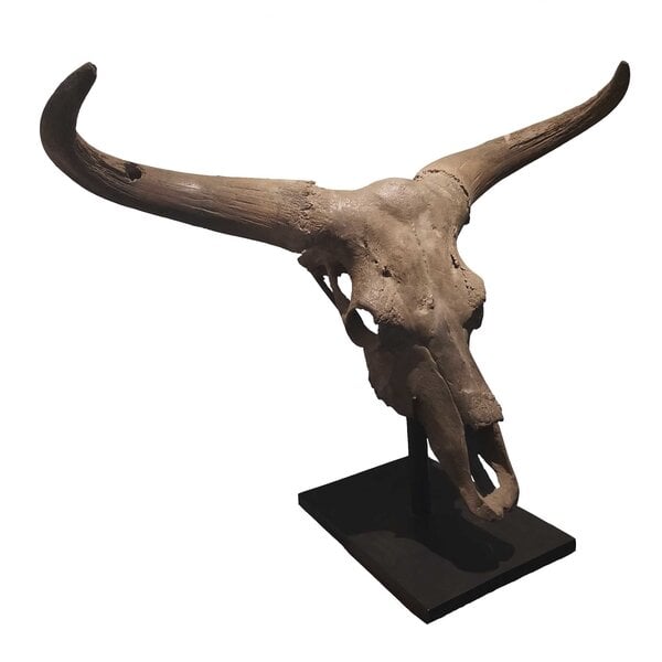 Gefossiliseerde Oeros