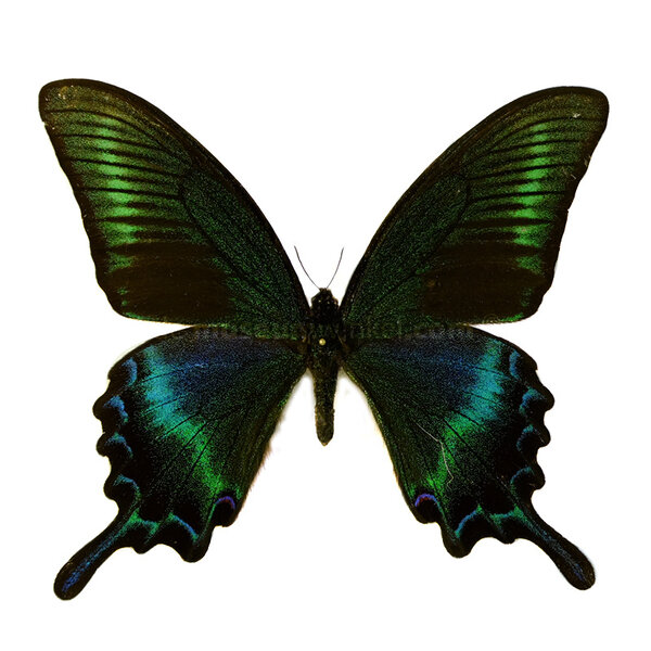 Papilio maackii