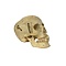 Human skull in box
