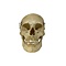 Human skull in box