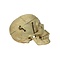 Human skull in box