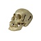 Human skull in box