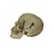 Human skull in box