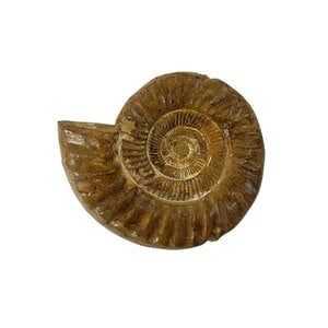 Ammoniet L