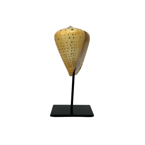 Sea snail Conus Betulinus on stand