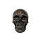 Human skull replica