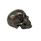 Human skull replica