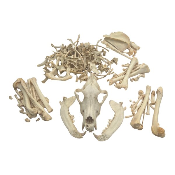 Skeleton of a Wolfhound