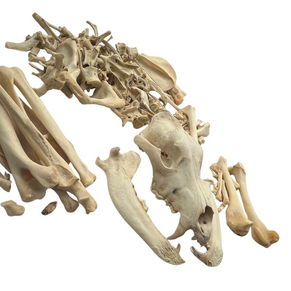 Skelet van een Wolfshond