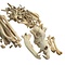 Skeleton of a Wolfhound