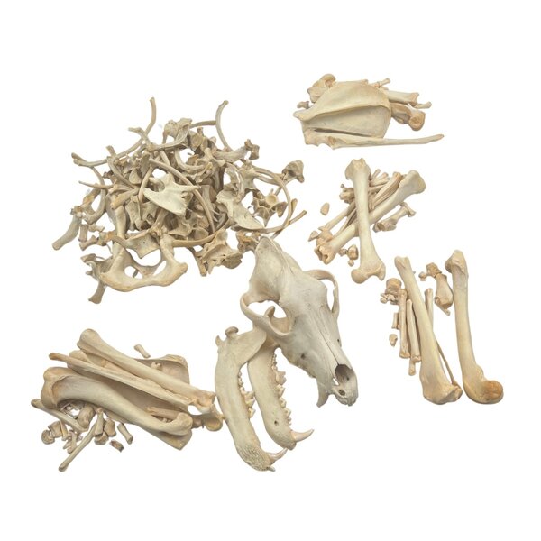 Skelet van een Wolfshond