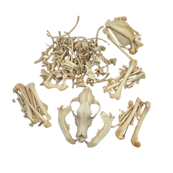 Skelet van een Wolfshond