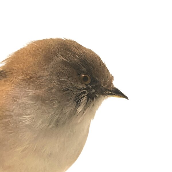 Opgezet Baardmannetje