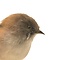 Mounted Bearded Reedling