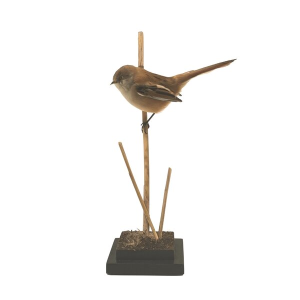 Opgezet Baardmannetje