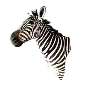 Opgezette zebra trofee