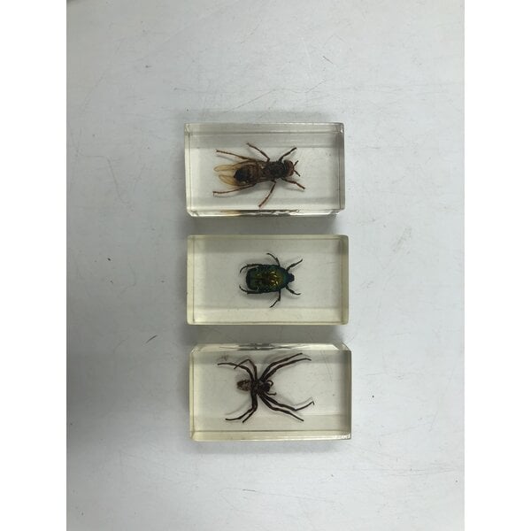 Insects in resin (3 pieces)