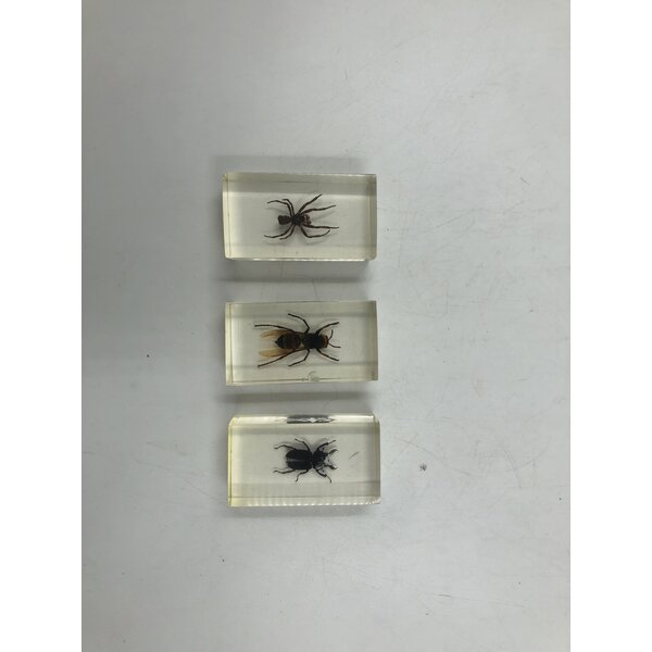 Insects in resin (3 pieces)