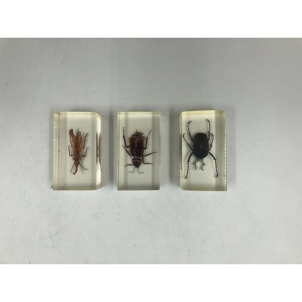 Insects in resin (3 pieces)