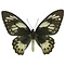 Ornithoptera priamus poseidon sp. (female) dried/papered