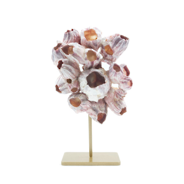 Barnacles on golden pedestal