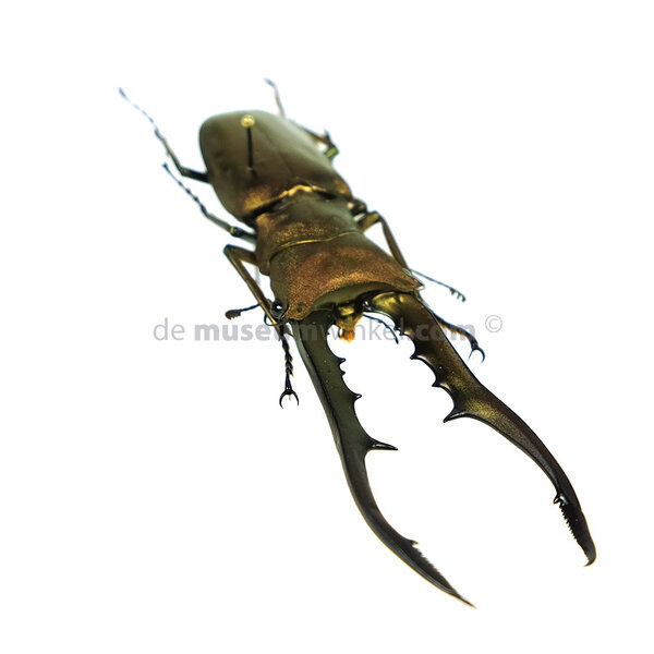 Cyclommatus metallifer finale