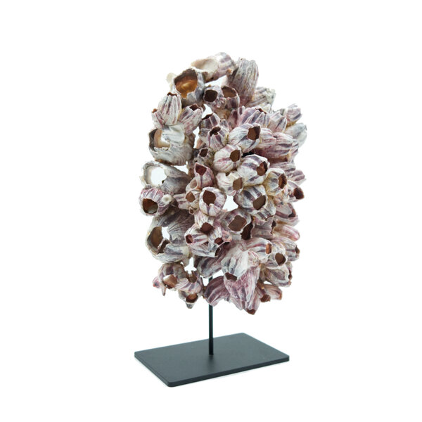 Barnacle cluster on pedestal (XL)