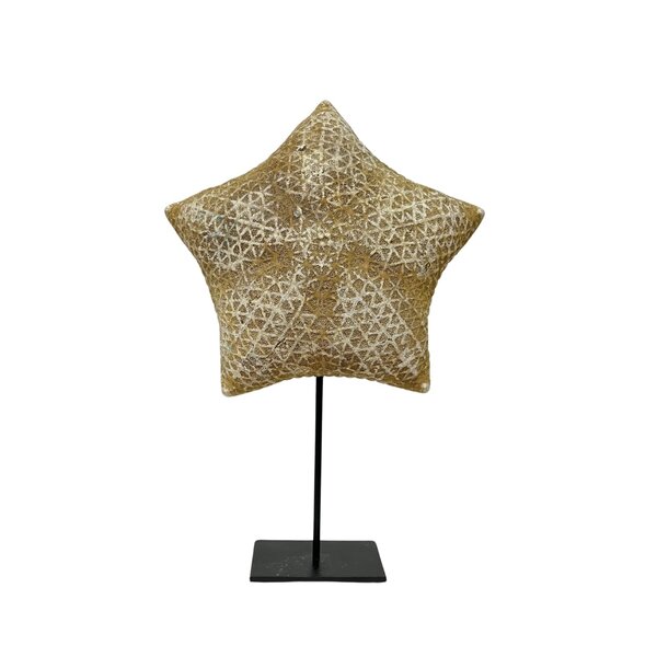 Starfish Culcita on pedestal L