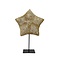Starfish Culcita on pedestal L