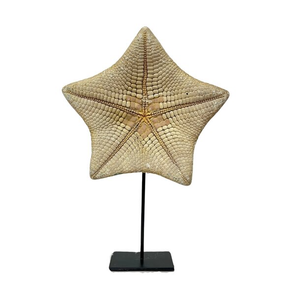 Starfish Culcita on pedestal L