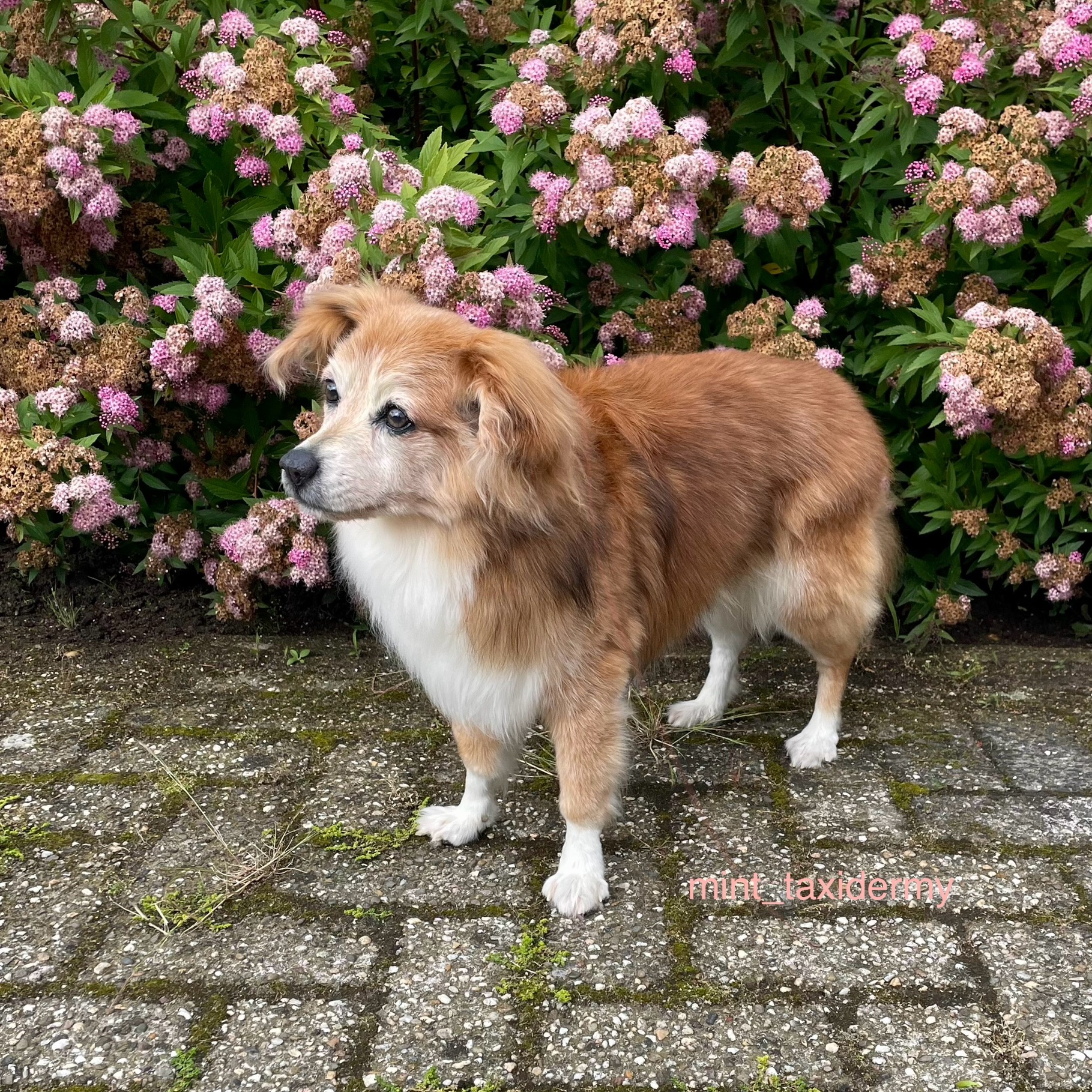 Hond laten opzetten prijs