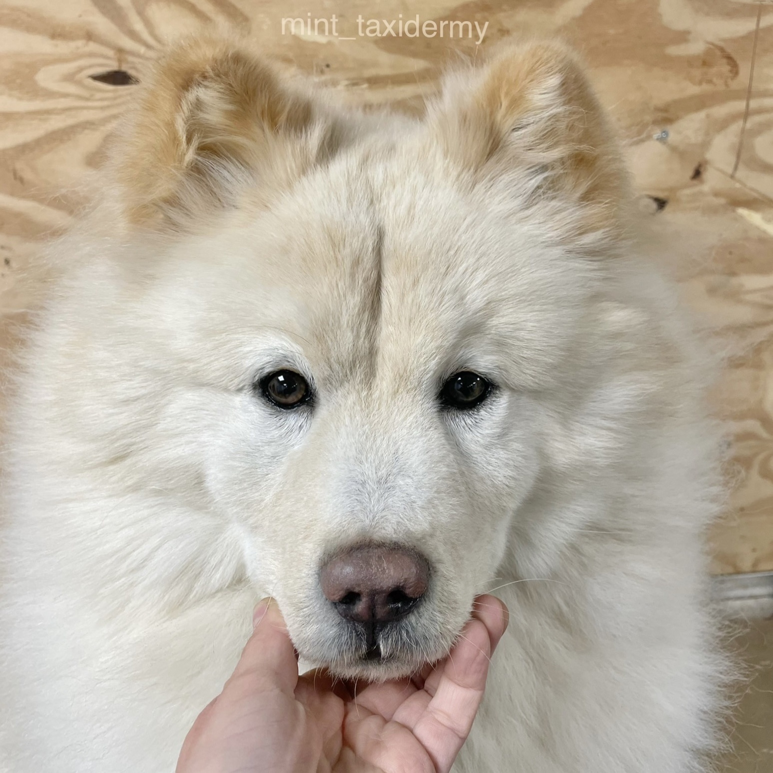 Overleden hond opgezet