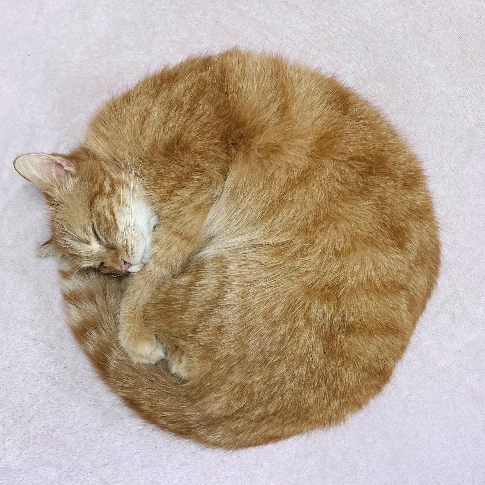 Kat laten opzetten prijs